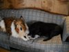 puppies 2013 011.JPG