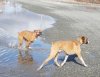 Woopie we're off leash.JPG