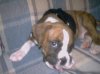 Arrow 8 weeks.JPG