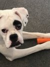 carrot.jpg
