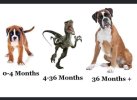 boxer monster.jpg