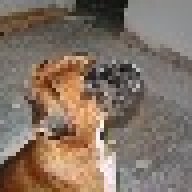 BOXERMAD