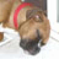 BoxerLady6