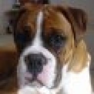 AussieBoxer