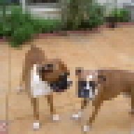 boxer mommy