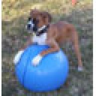 Diesels Mom