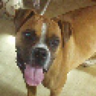 Boxer_Luver