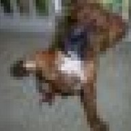 boxer_buddy