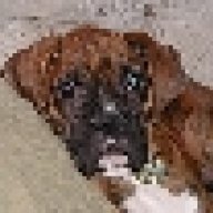 NikoBrindle