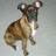 Brindle_Pup