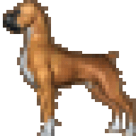 boxerdrool