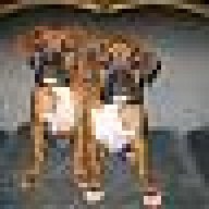 MAJORSARGENT