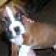 MurphyDogMom