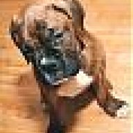 bugsyBoxer