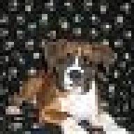 NSFawn