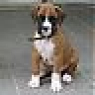 fawnflasher