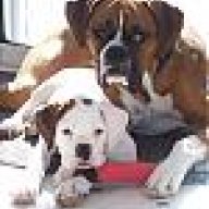 ThortheBoxer