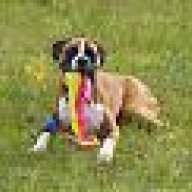 boxerbax