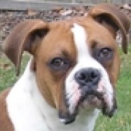 LOUDOGBOXER