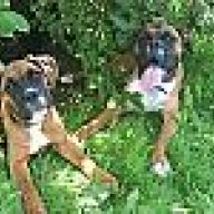 Boxerbabyuk