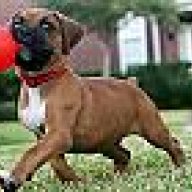 jowls