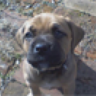 parkersBoxer