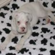 Rrr Tyson