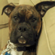 BoxerRoman
