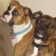 burghboxers