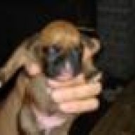 momspuppies