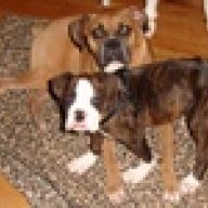 LoveThyDogs