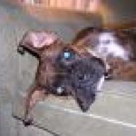 brindlepup