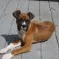 myboxergriz