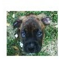 HodiePup