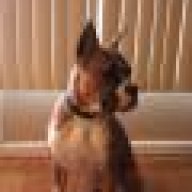 boxerdawg