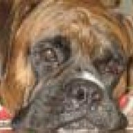 BoxerKay