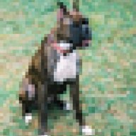boxerspirit33