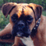 georgieboy