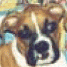 BoxerLoverInWV