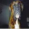 lsbbigdog