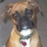 Heartfor2Boxers