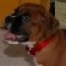 cwc_boxer
