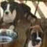 ozzysdad
