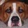 noleboxer