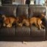 boxerthree