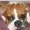 jnwdgh