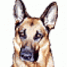 k9ma