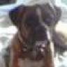 RyleeDog