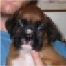 BrewskiBoxer