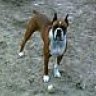 boye1964